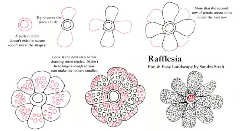 Detail Cara Menggambar Bunga Bangkai Raksasa Nomer 27