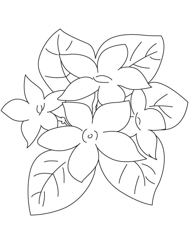 Detail Cara Menggambar Bunga Kamboja Nomer 25