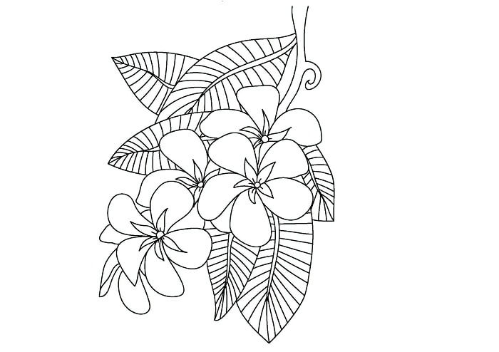 Detail Cara Menggambar Bunga Kamboja Jepang Nomer 16