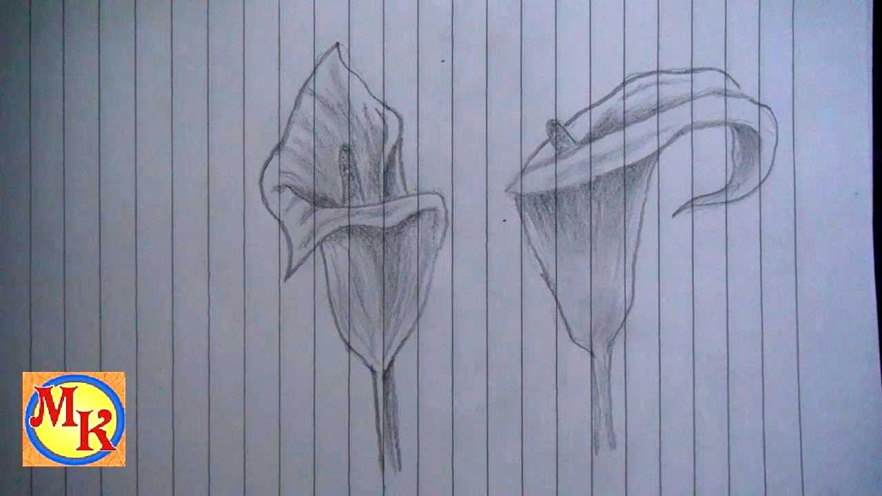 Detail Cara Menggambar Bunga Lili Nomer 13