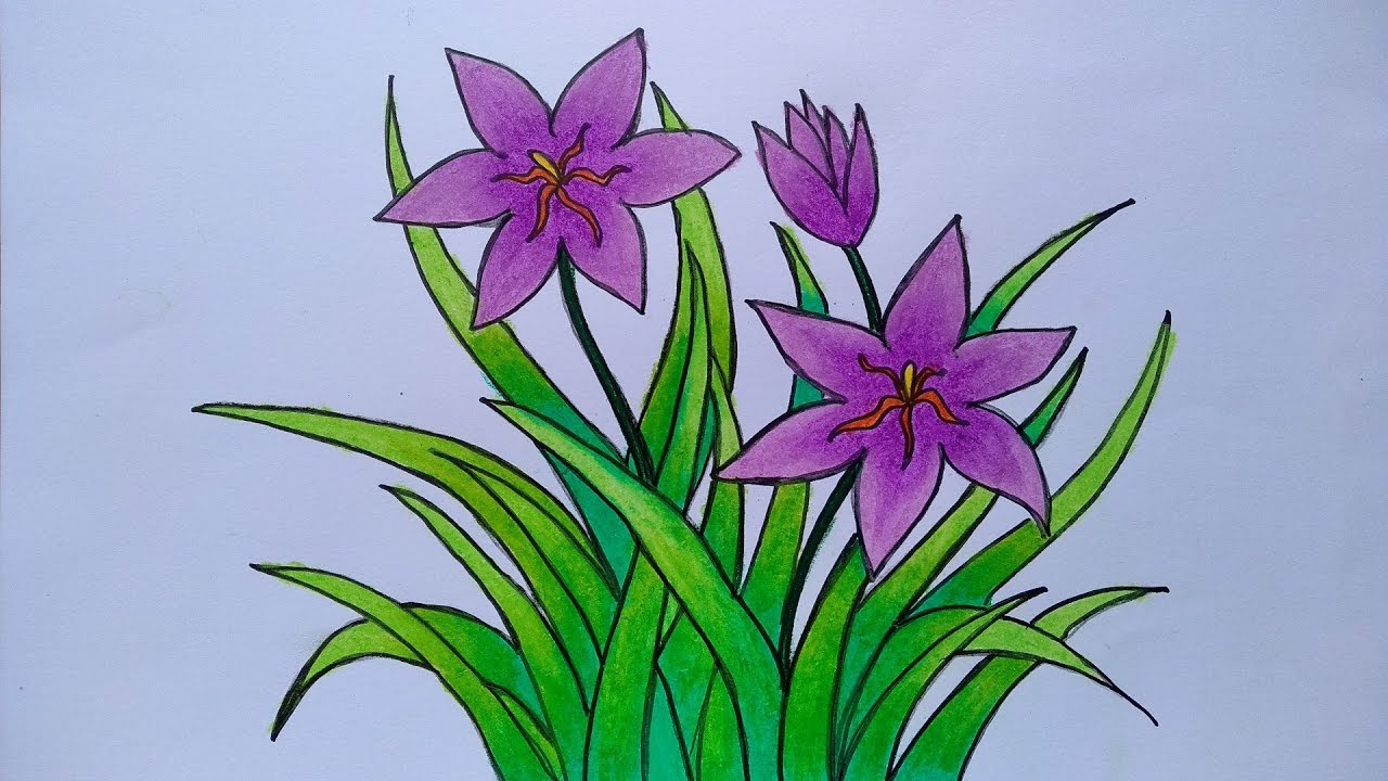 Detail Cara Menggambar Bunga Lili Nomer 15