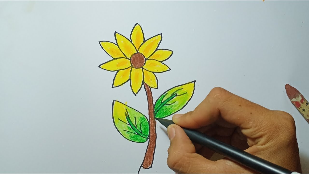 Detail Cara Menggambar Bunga Matahari Anak Tk Nomer 17