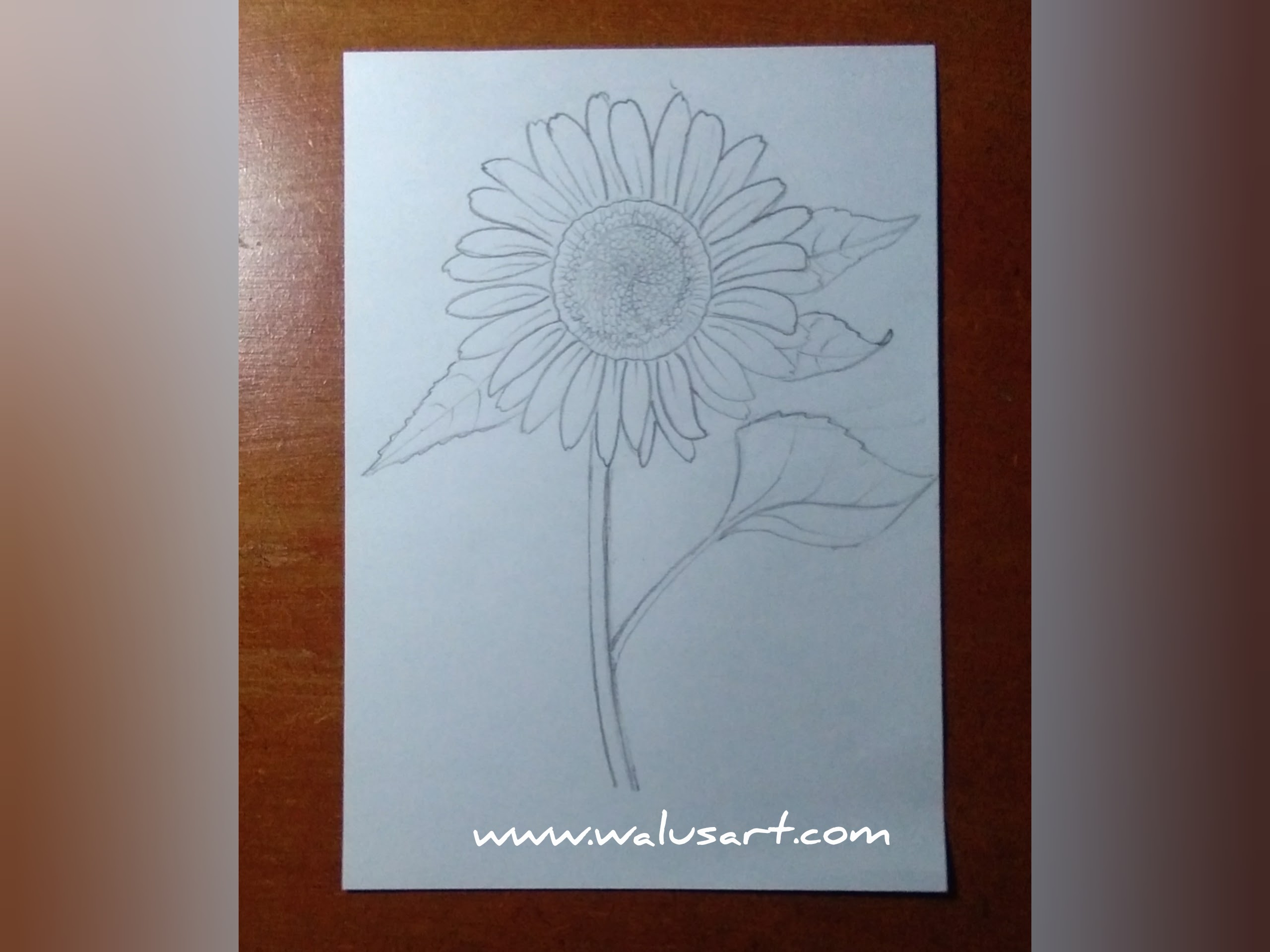 Detail Cara Menggambar Bunga Matahari Mudah Nomer 11