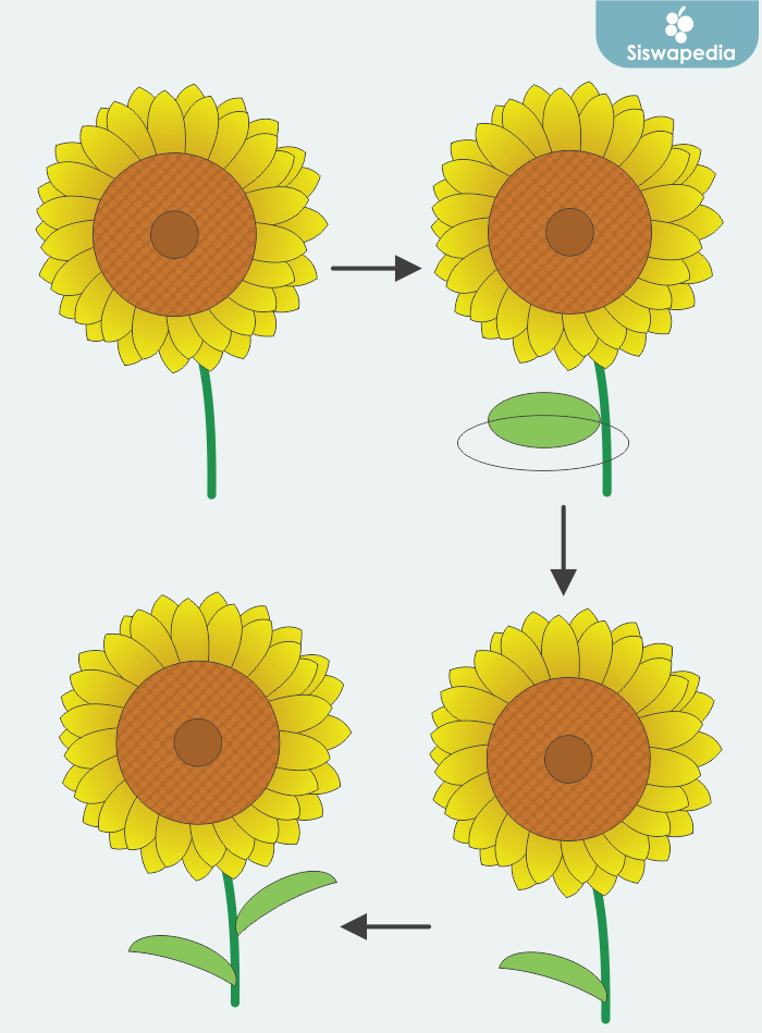Detail Cara Menggambar Bunga Matahari Mudah Nomer 21