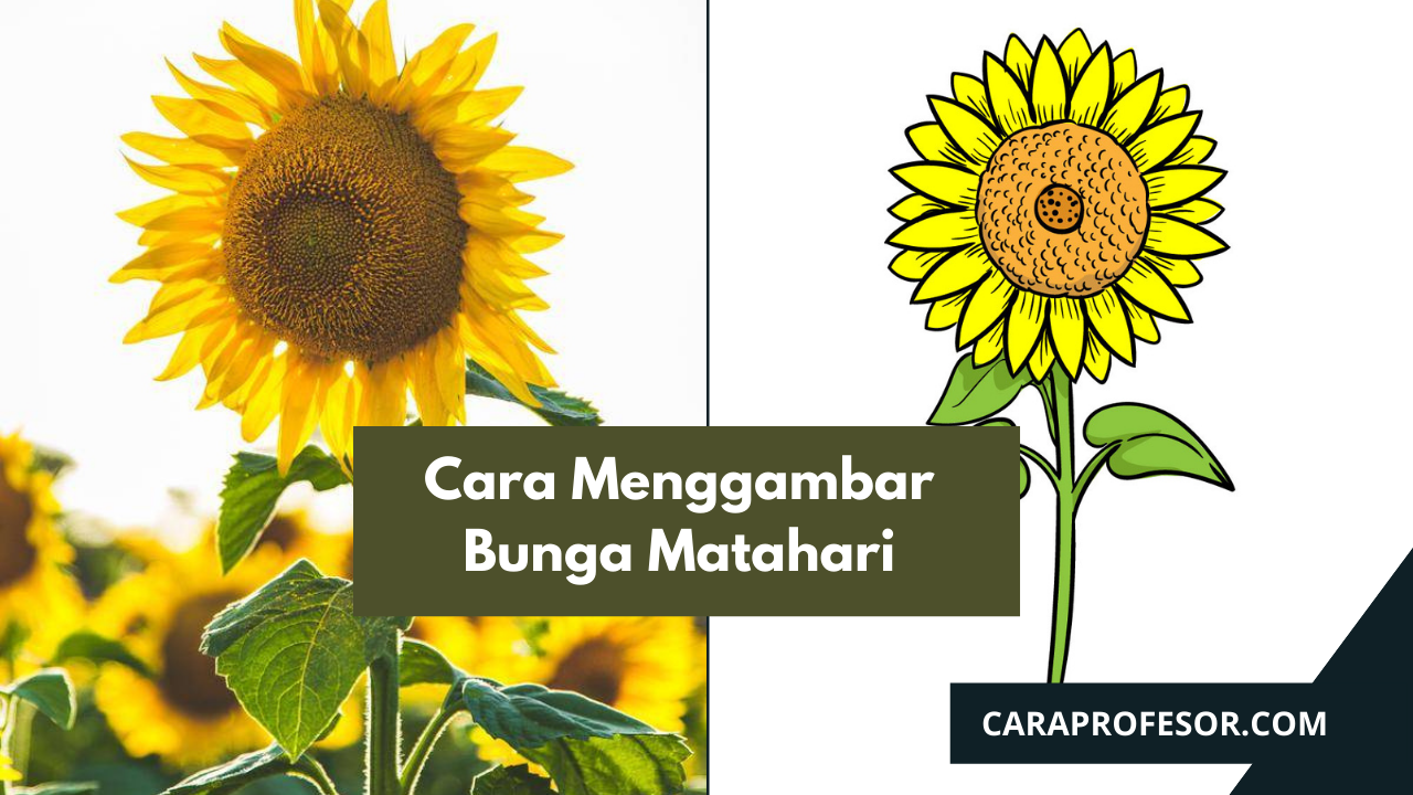 Detail Cara Menggambar Bunga Matahari Mudah Nomer 40