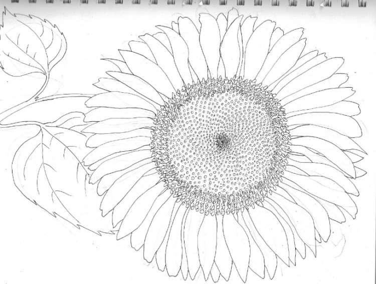 Detail Cara Menggambar Bunga Matahari Yang Bagus Nomer 25
