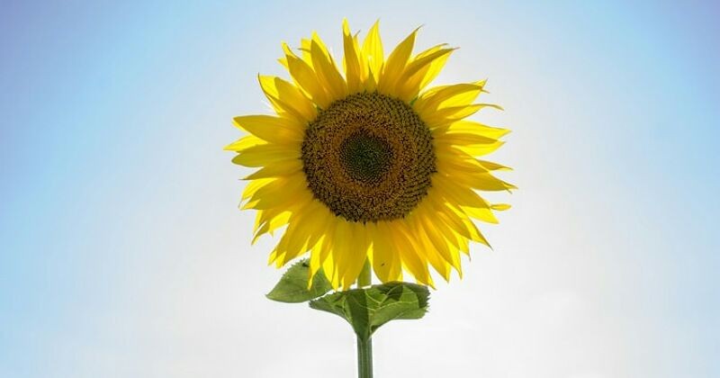 Detail Cara Menggambar Bunga Matahari Yang Bagus Nomer 49