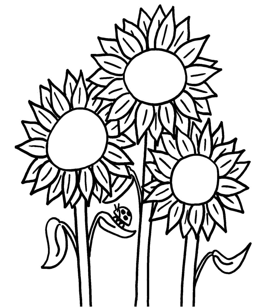 Detail Cara Menggambar Bunga Matahari Yang Gampang Nomer 37
