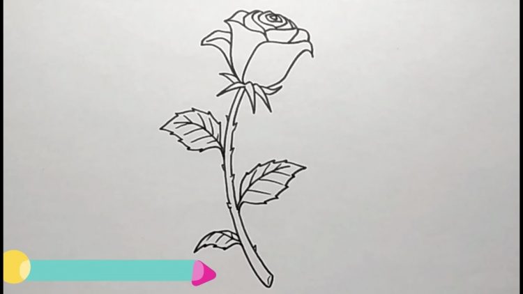 Detail Cara Menggambar Bunga Mawar Nomer 16