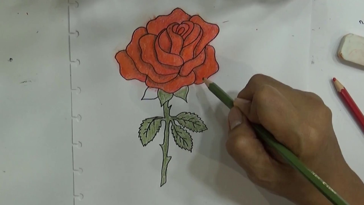 Detail Cara Menggambar Bunga Mawar Nomer 41