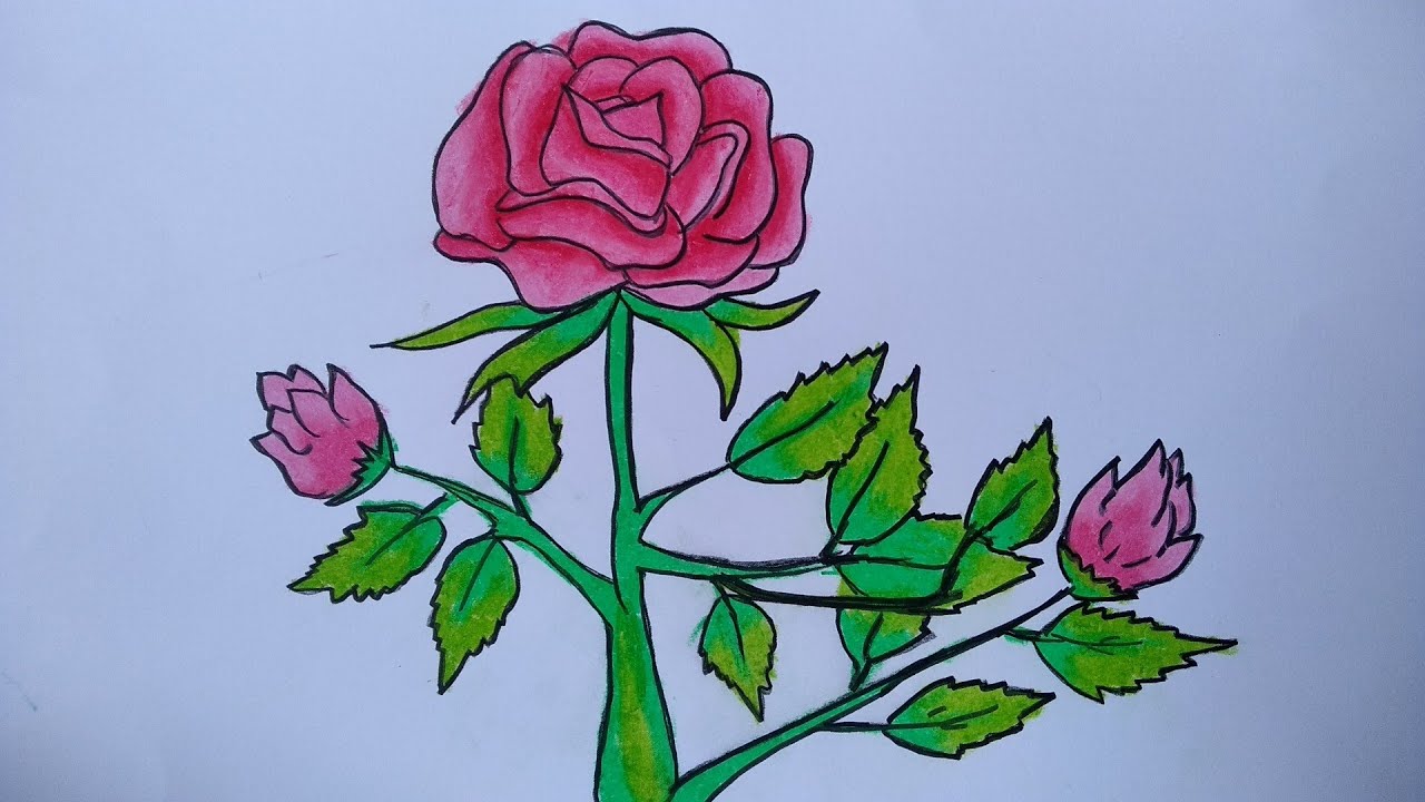 Detail Cara Menggambar Bunga Mawar Nomer 8