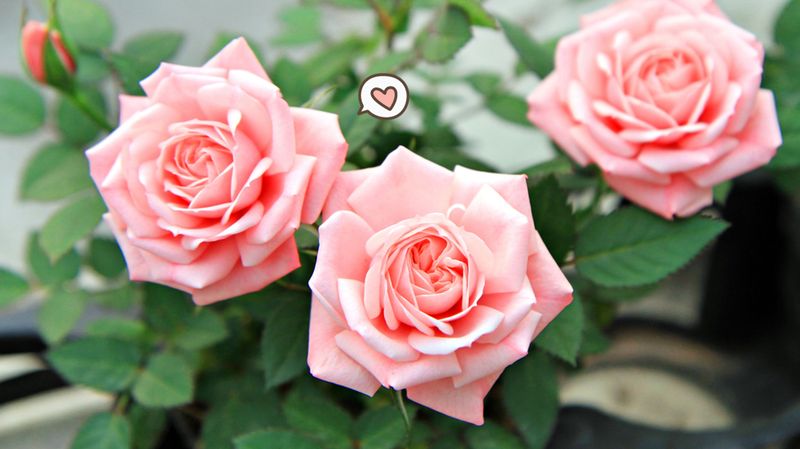 Detail Cara Menggambar Bunga Mawar Dari Bentuk Love Nomer 39
