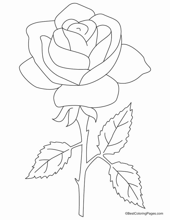 Detail Cara Menggambar Bunga Mawar Mudah Nomer 53