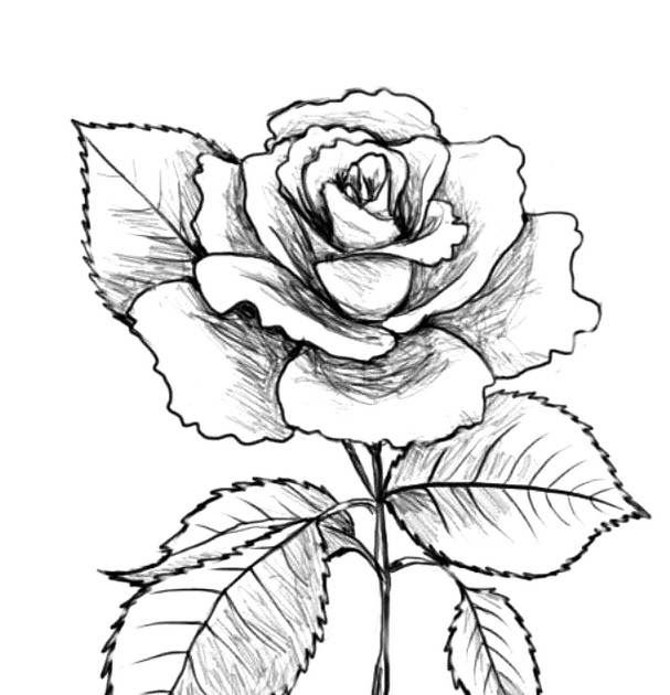 Detail Cara Menggambar Bunga Mawar Yang Indah Nomer 19