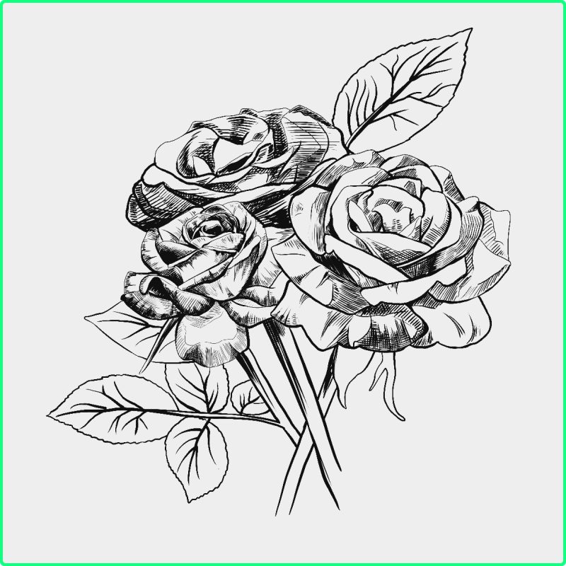 Detail Cara Menggambar Bunga Mawar Yang Indah Nomer 47