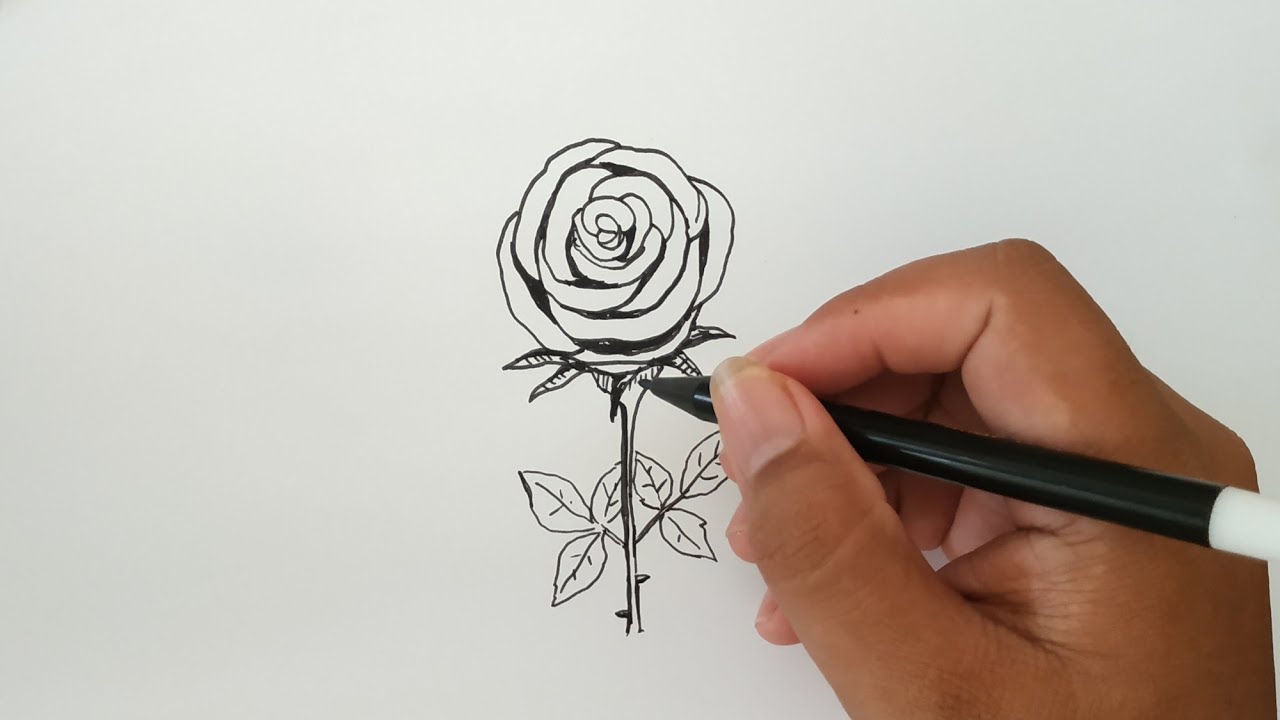 Detail Cara Menggambar Bunga Mawar Yang Indah Dan Mudah Nomer 22