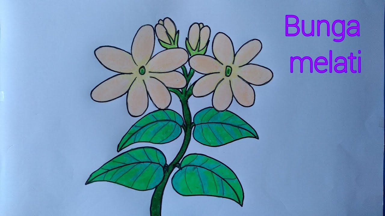 Cara Menggambar Bunga Melati Dengan Pensil - KibrisPDR