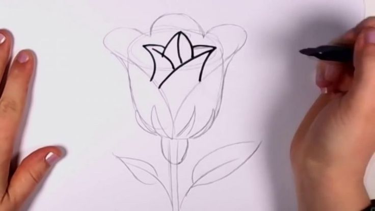 Detail Cara Menggambar Bunga Melati Dengan Pensil Nomer 9