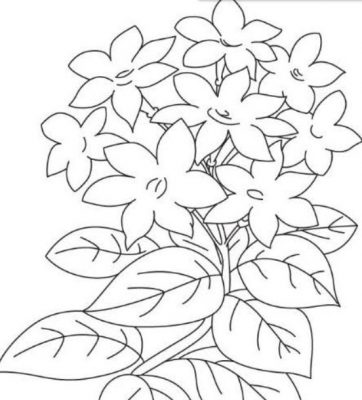 Detail Cara Menggambar Bunga Melati Dengan Pensil Nomer 11