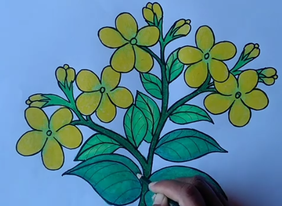 Detail Cara Menggambar Bunga Melati Dengan Pensil Nomer 15
