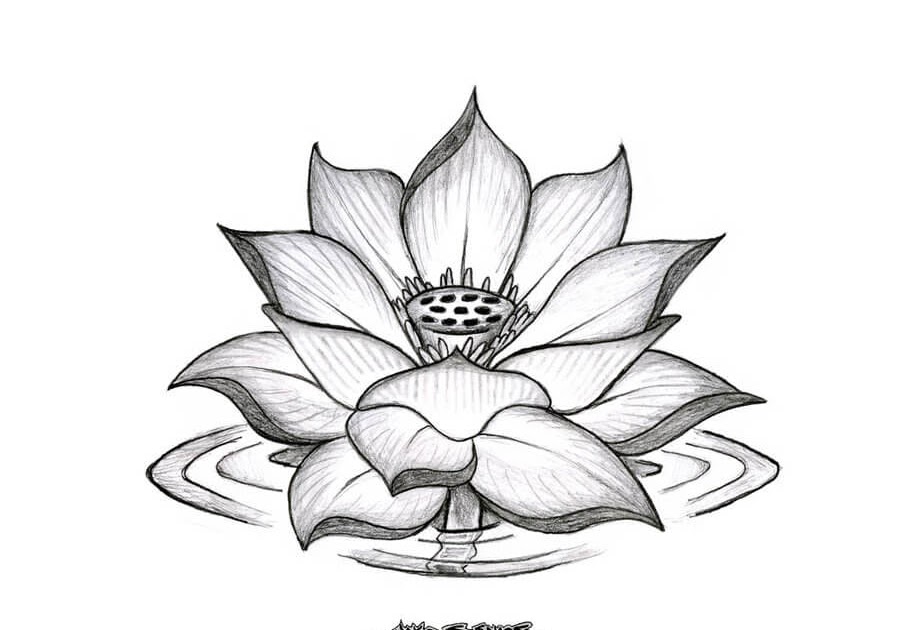 Detail Cara Menggambar Bunga Melati Dengan Pensil Nomer 17