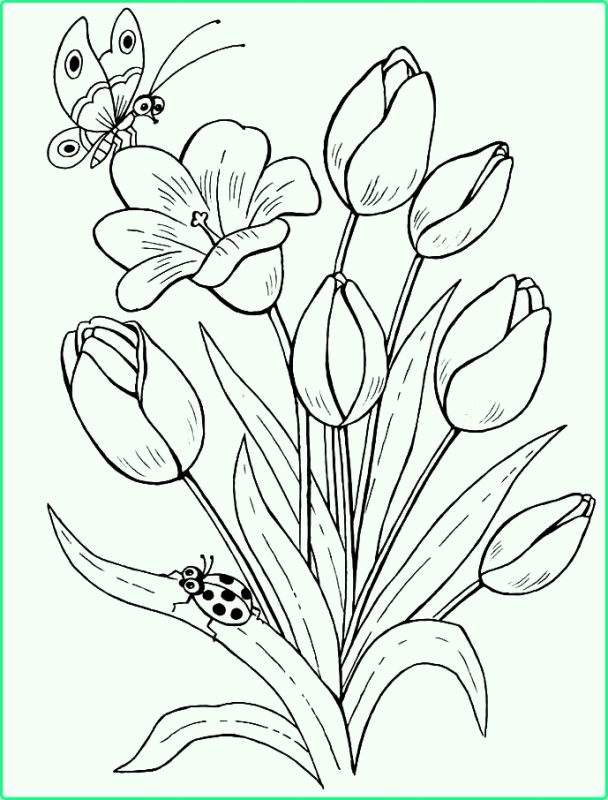 Detail Cara Menggambar Bunga Melati Dengan Pensil Nomer 18