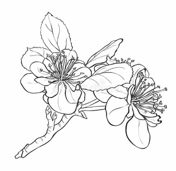 Detail Cara Menggambar Bunga Melati Dengan Pensil Nomer 25