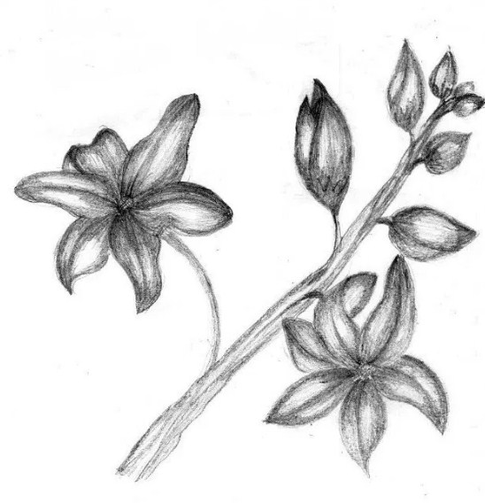 Detail Cara Menggambar Bunga Melati Dengan Pensil Nomer 38