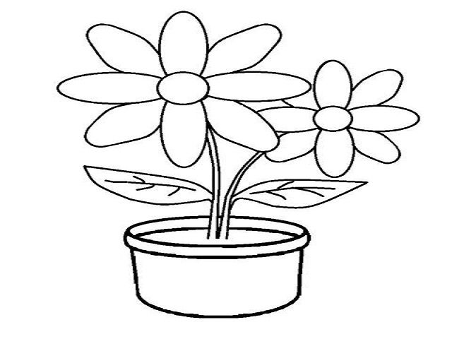 Detail Cara Menggambar Bunga Melati Putih Nomer 14
