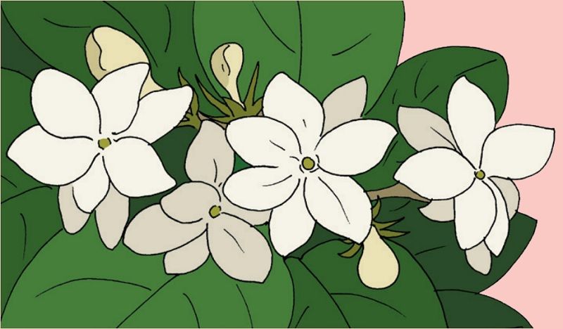 Detail Cara Menggambar Bunga Melati Putih Nomer 21