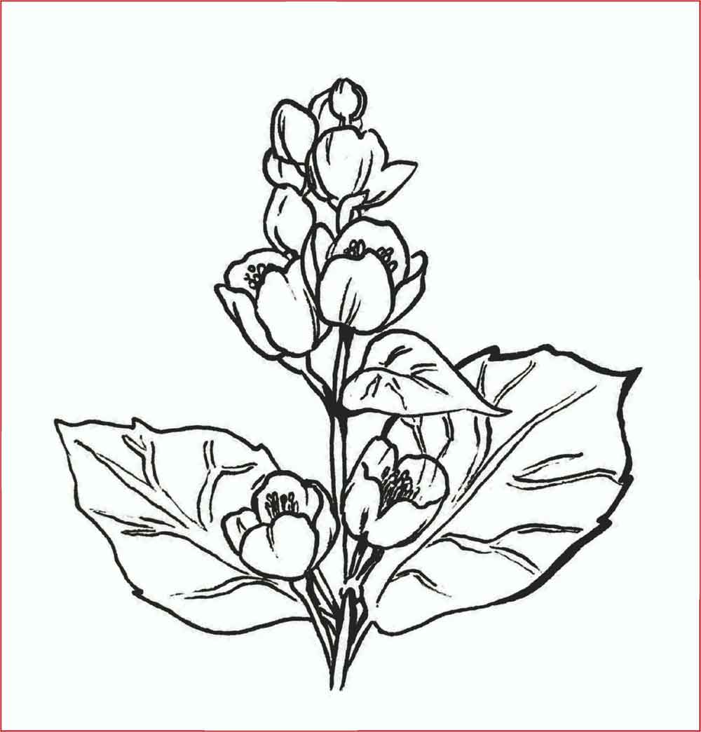 Detail Cara Menggambar Bunga Melati Putih Nomer 31