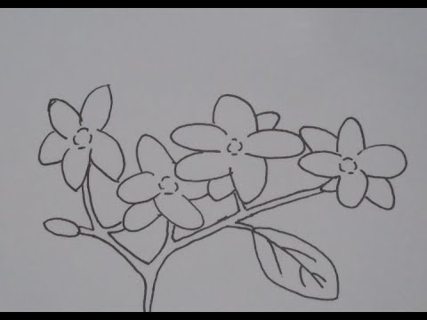 Detail Cara Menggambar Bunga Melati Putih Nomer 7
