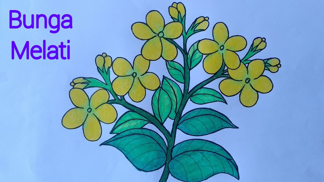 Detail Cara Menggambar Bunga Melati Yang Mudah Nomer 4