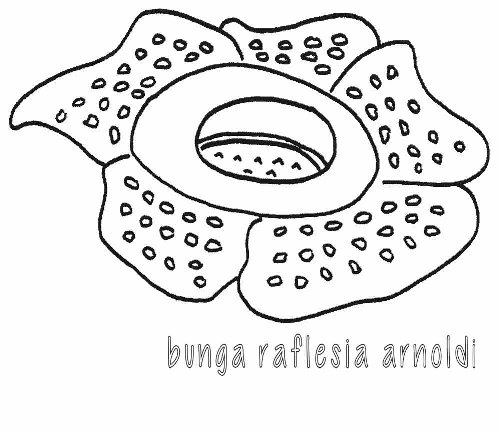 Detail Cara Menggambar Bunga Raflesia Dengan Mudah Nomer 11