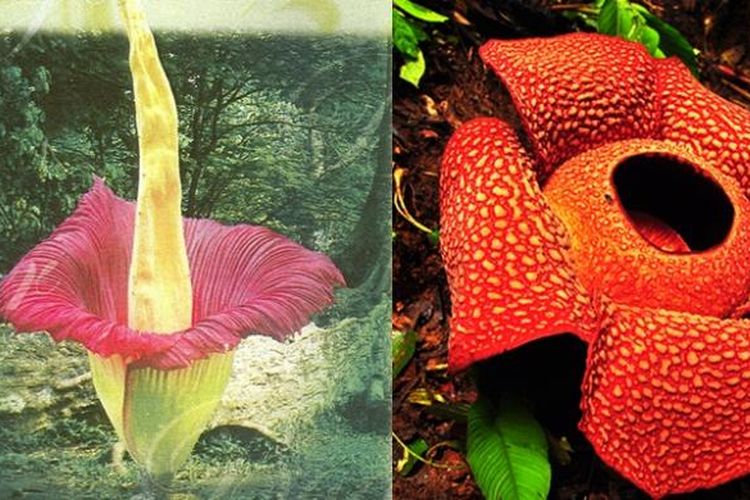 Detail Cara Menggambar Bunga Raflesia Dengan Mudah Nomer 43