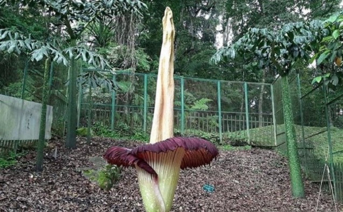 Detail Cara Menggambar Bunga Raflesia Dengan Mudah Nomer 44