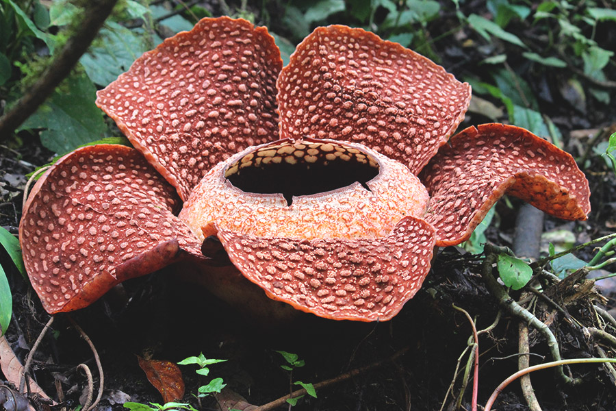 Detail Cara Menggambar Bunga Raflesia Langkah Demi Langkah Nomer 20