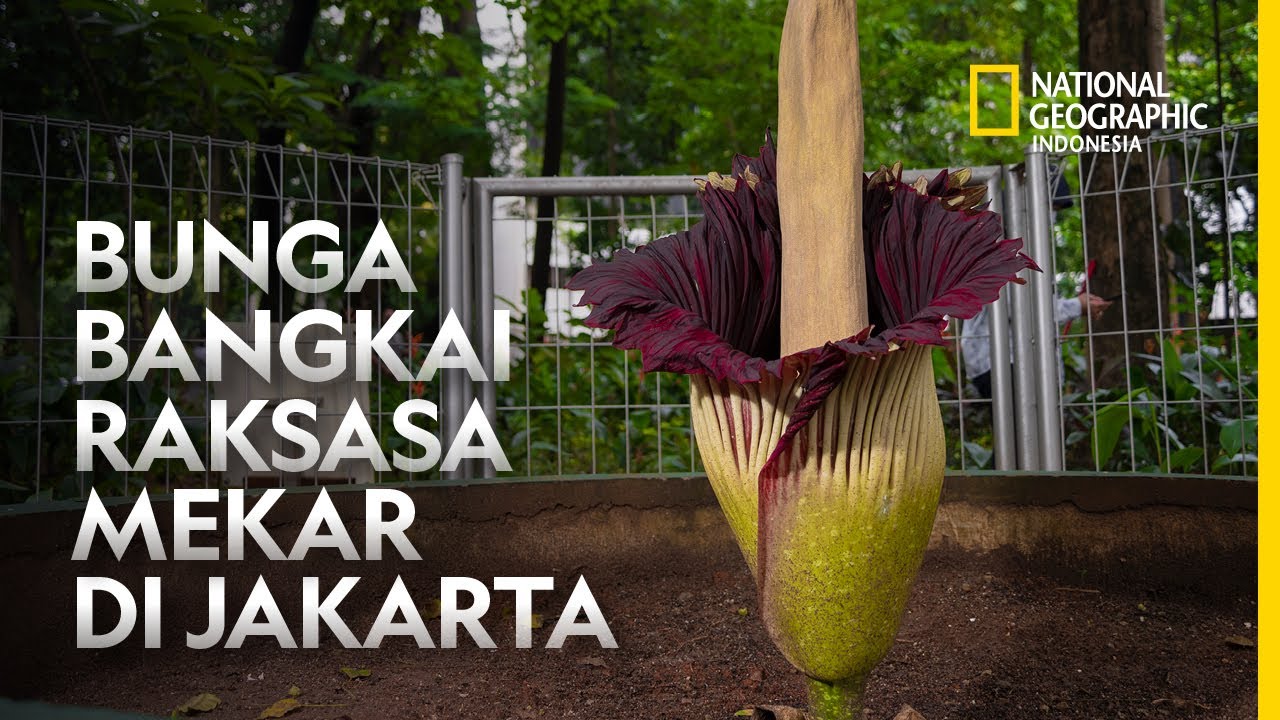 Detail Cara Menggambar Bunga Raflesia Langkah Demi Langkah Nomer 26