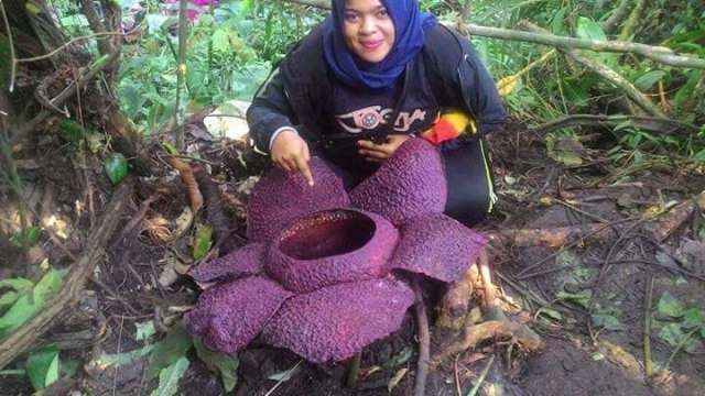 Detail Cara Menggambar Bunga Raflesia Langkah Demi Langkah Nomer 27