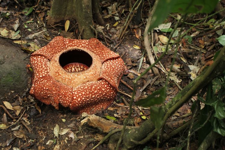 Detail Cara Menggambar Bunga Raflesia Langkah Demi Langkah Nomer 33