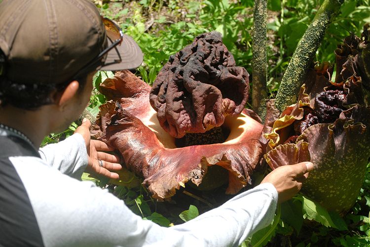 Detail Cara Menggambar Bunga Raflesia Langkah Demi Langkah Nomer 41