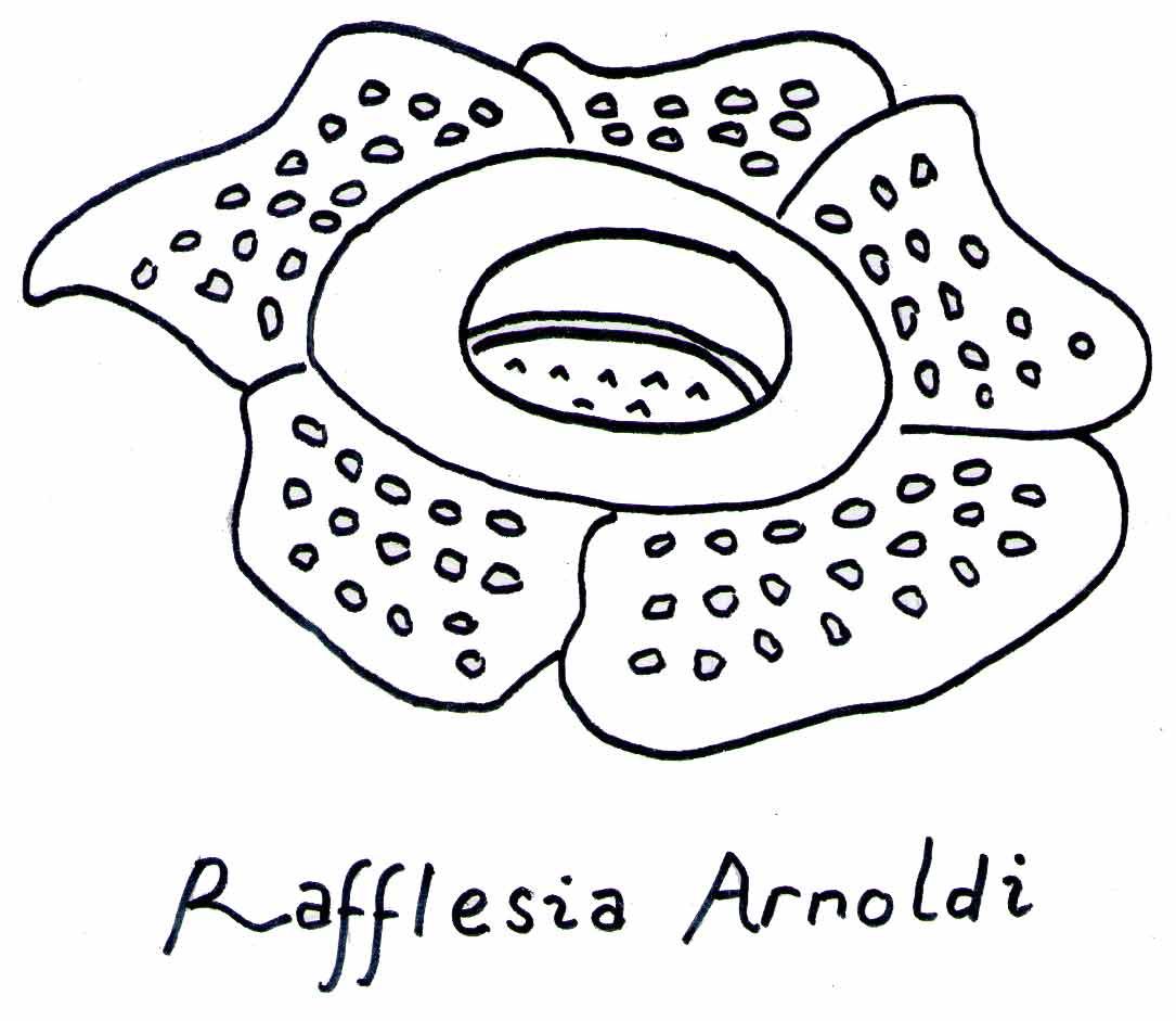 Detail Cara Menggambar Bunga Raflesia Yang Mudah Nomer 10