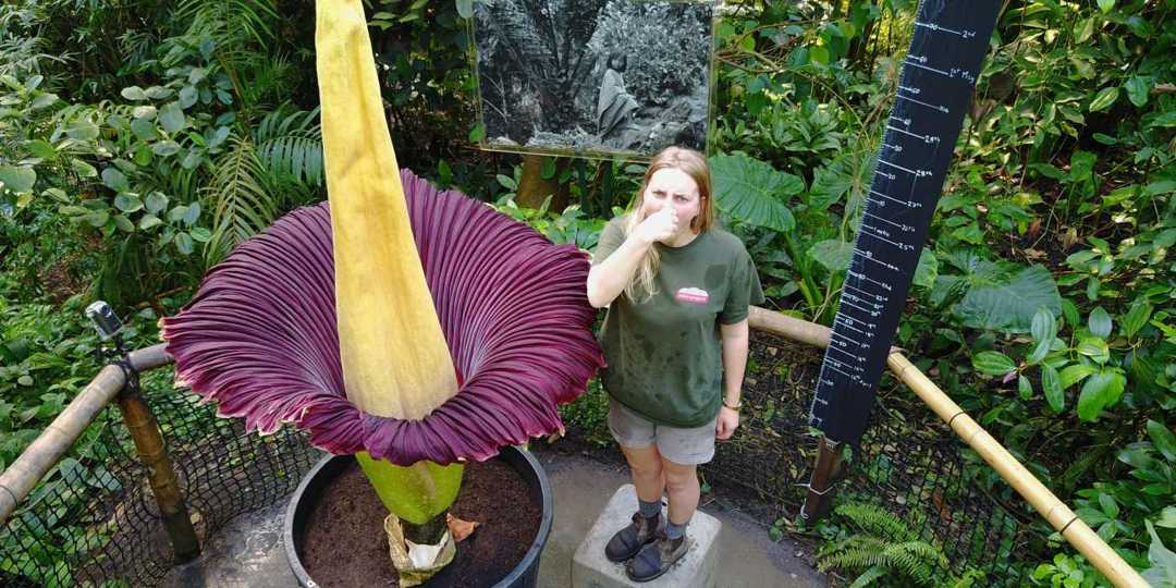 Detail Cara Menggambar Bunga Raflesia Yang Mudah Nomer 25