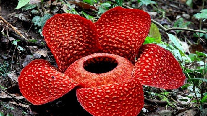 Detail Cara Menggambar Bunga Raflesia Yang Mudah Nomer 34