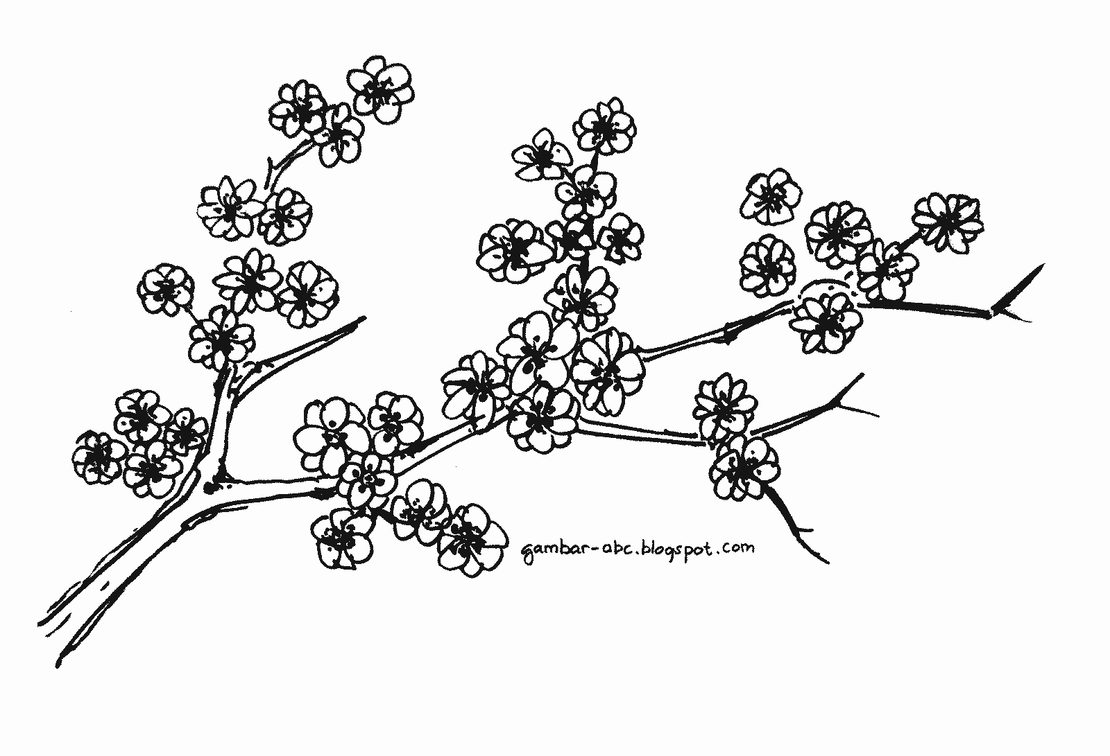 Detail Cara Menggambar Bunga Sakura Di Buku Gambar Nomer 12