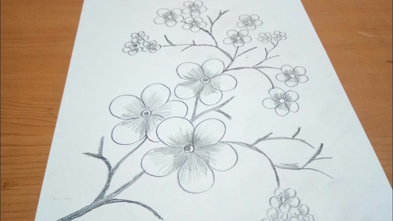 Cara Menggambar Bunga Sakura Pakai Pensil - KibrisPDR