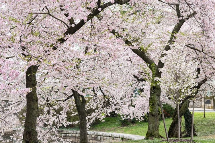 Detail Cara Menggambar Bunga Sakura Yang Indah Nomer 36