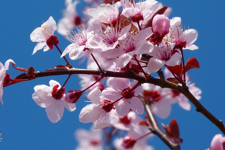 Detail Cara Menggambar Bunga Sakura Yang Indah Nomer 47