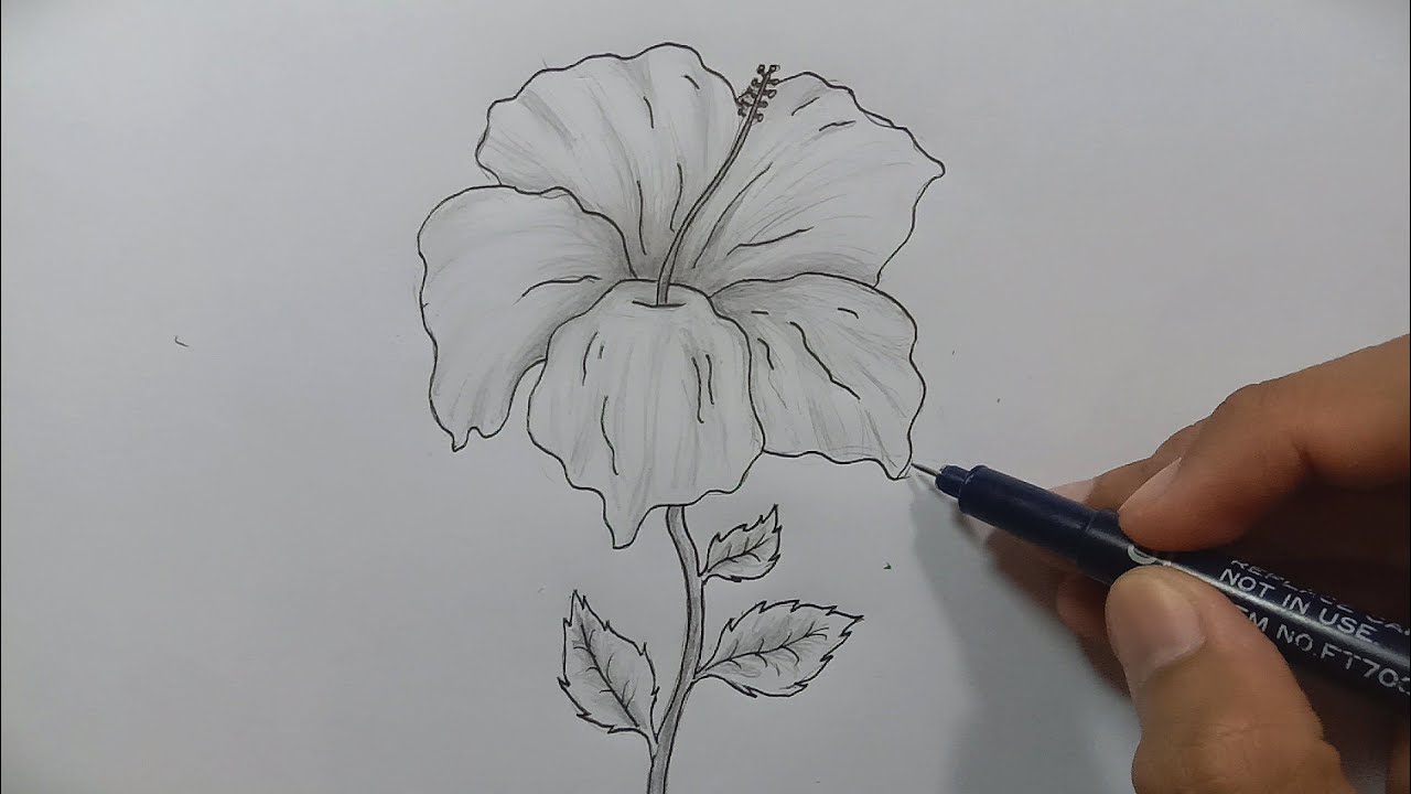 Detail Cara Menggambar Bunga Sepatu Dengan Mudah Nomer 4