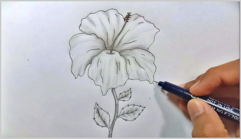 Detail Cara Menggambar Bunga Sepatu Dengan Mudah Nomer 35